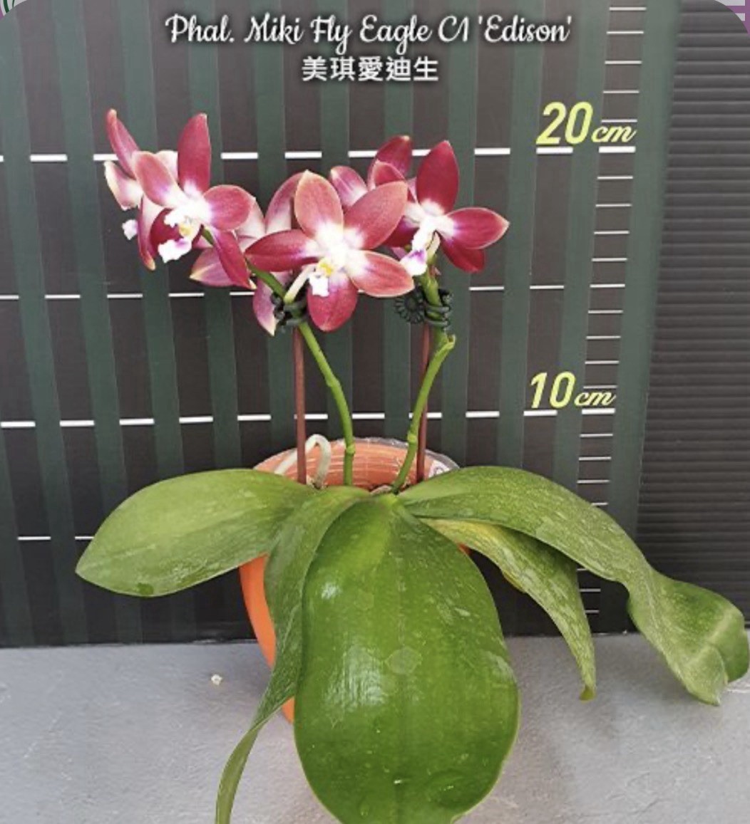 Phal. Miki Fly Eagle C1 ‘Edison’, Blooming Size, Fragrant, FREE Shipping