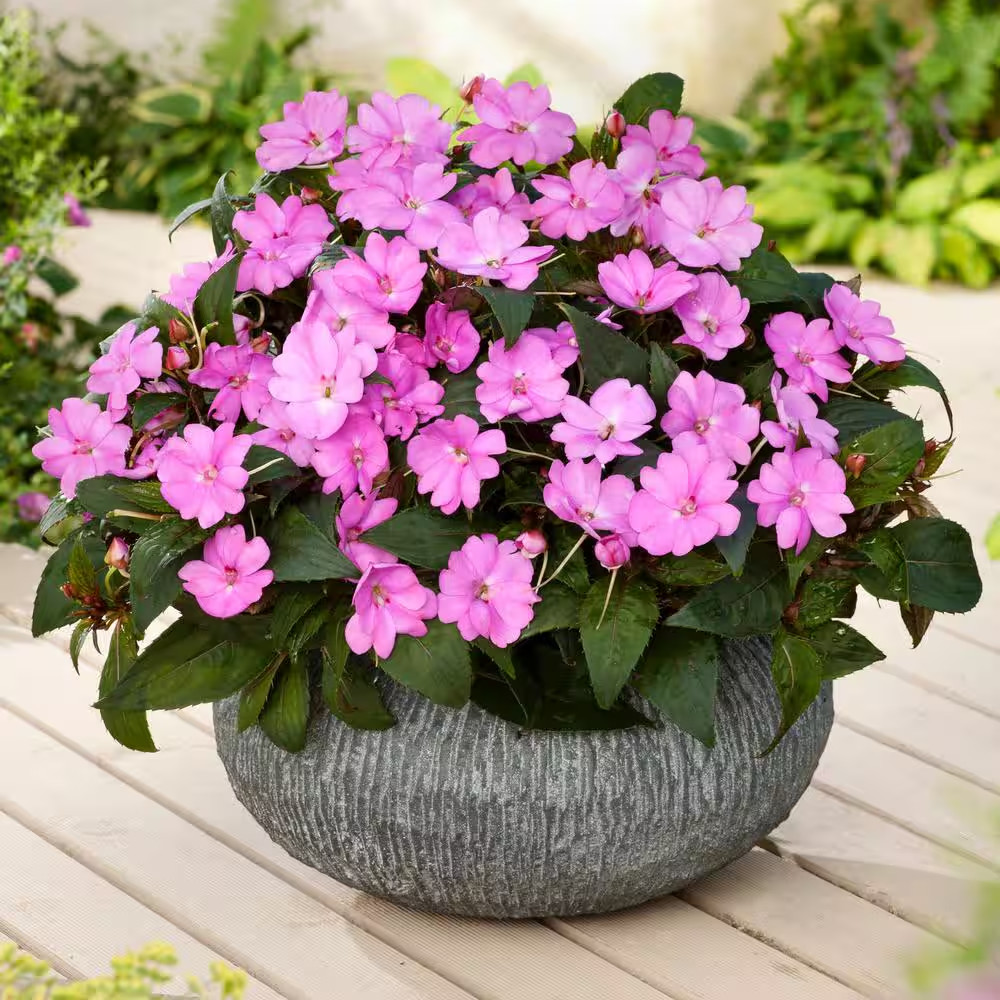 2.5 In. Vigorous Lavender Splash Sunpatiens Impatiens Outdoor Annual Plant with