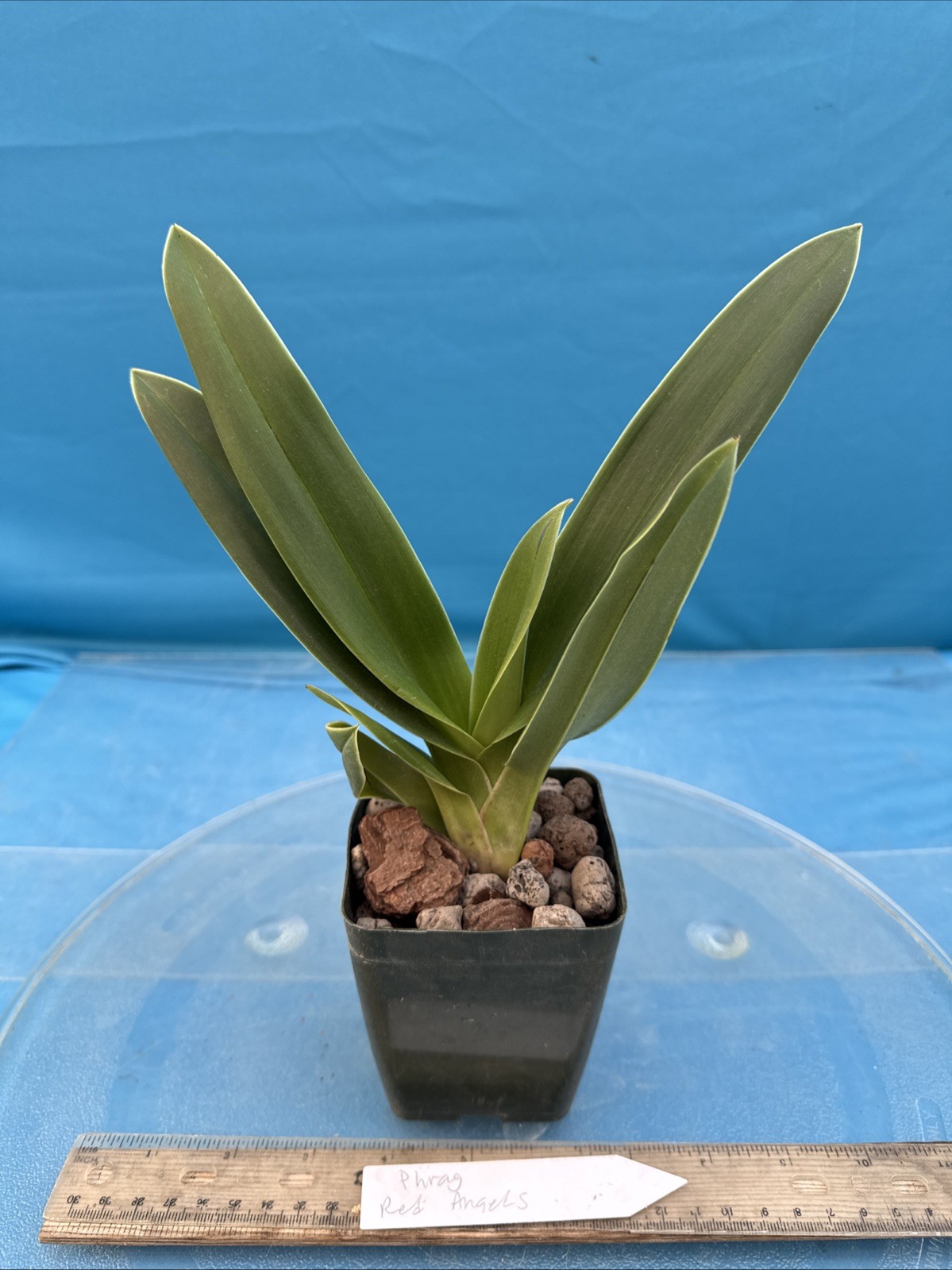 Phragmipedium Red Angels Yellow Orange Orchid Hybrid Fresh Import 4” RePot