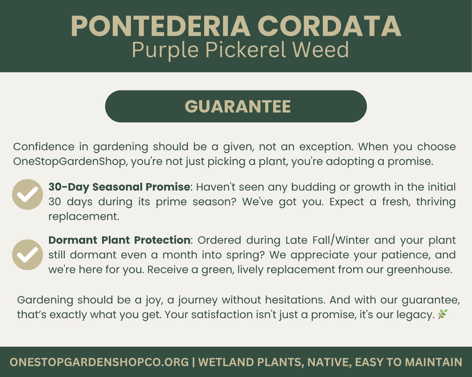 Pontederia cordata | Pickerel Rush | Purple Pickerel Weed | Bareroot