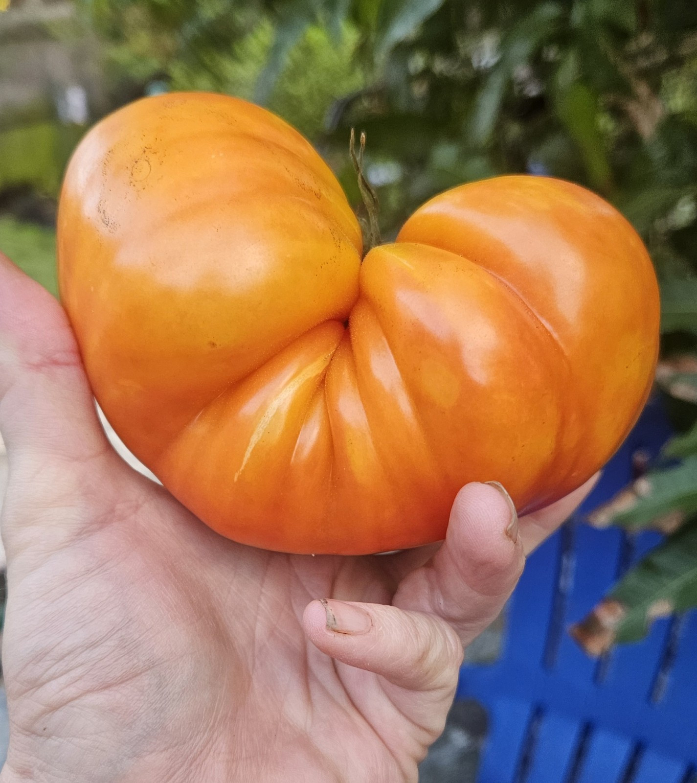 Orange Accordion Tomato Seeds (25) / Organic / Heirloom / Huge / Super Rare
