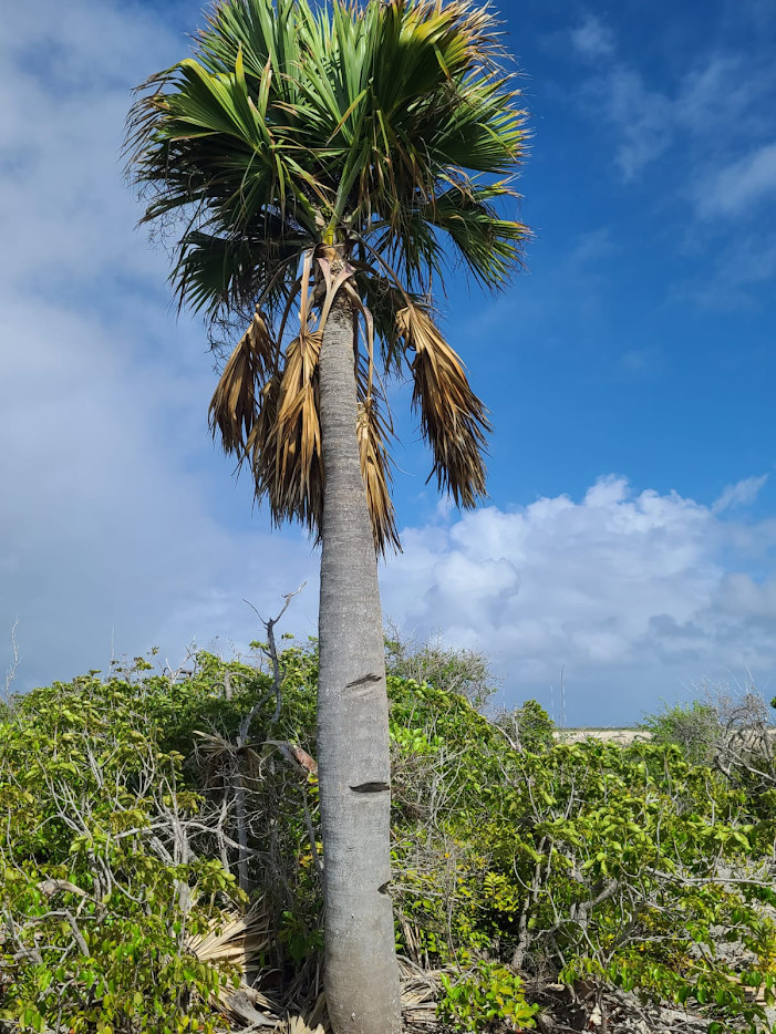 Sabal lougheediana – Extremely Rare Bonaire Palm | Conservation Grown | 1-Gallon