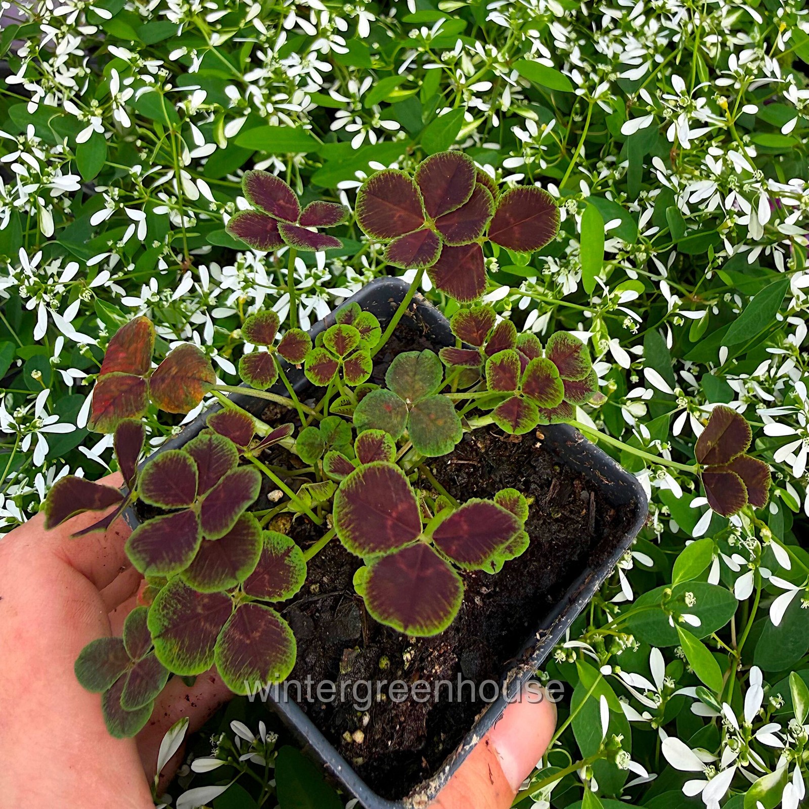 Trifolium repens Atropurpureum, Dutch Clover, Container Size: 3″ (2.6×3.5″)