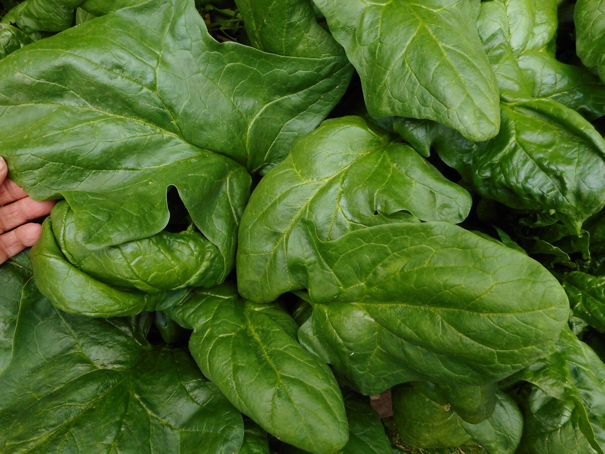 200+Seeds Big round leaf spinach Giant Noble spinach Persia vegetable USA