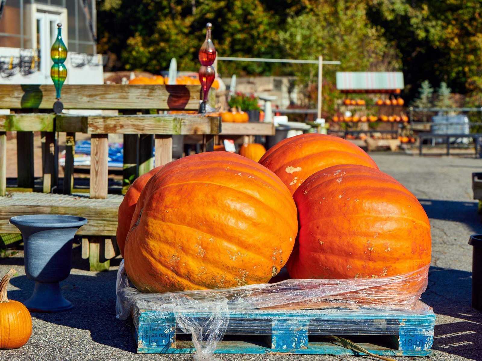 25 BIG MAX PUMPKIN Cucurbita Maxima Vegetable Seeds (Grow 100 pound pumpkins!)