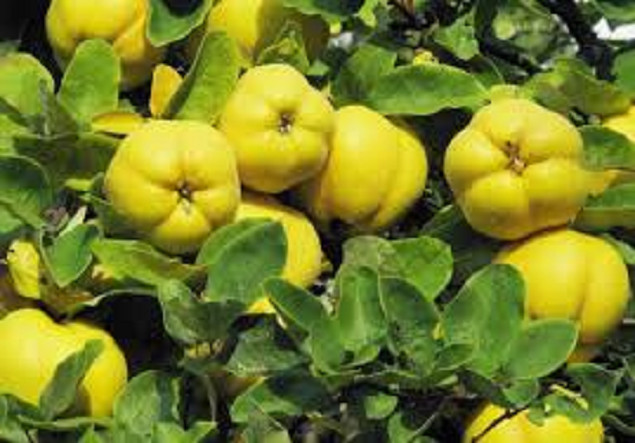 QUINCYDONIA QUINCE TREE up to 3 ft tall