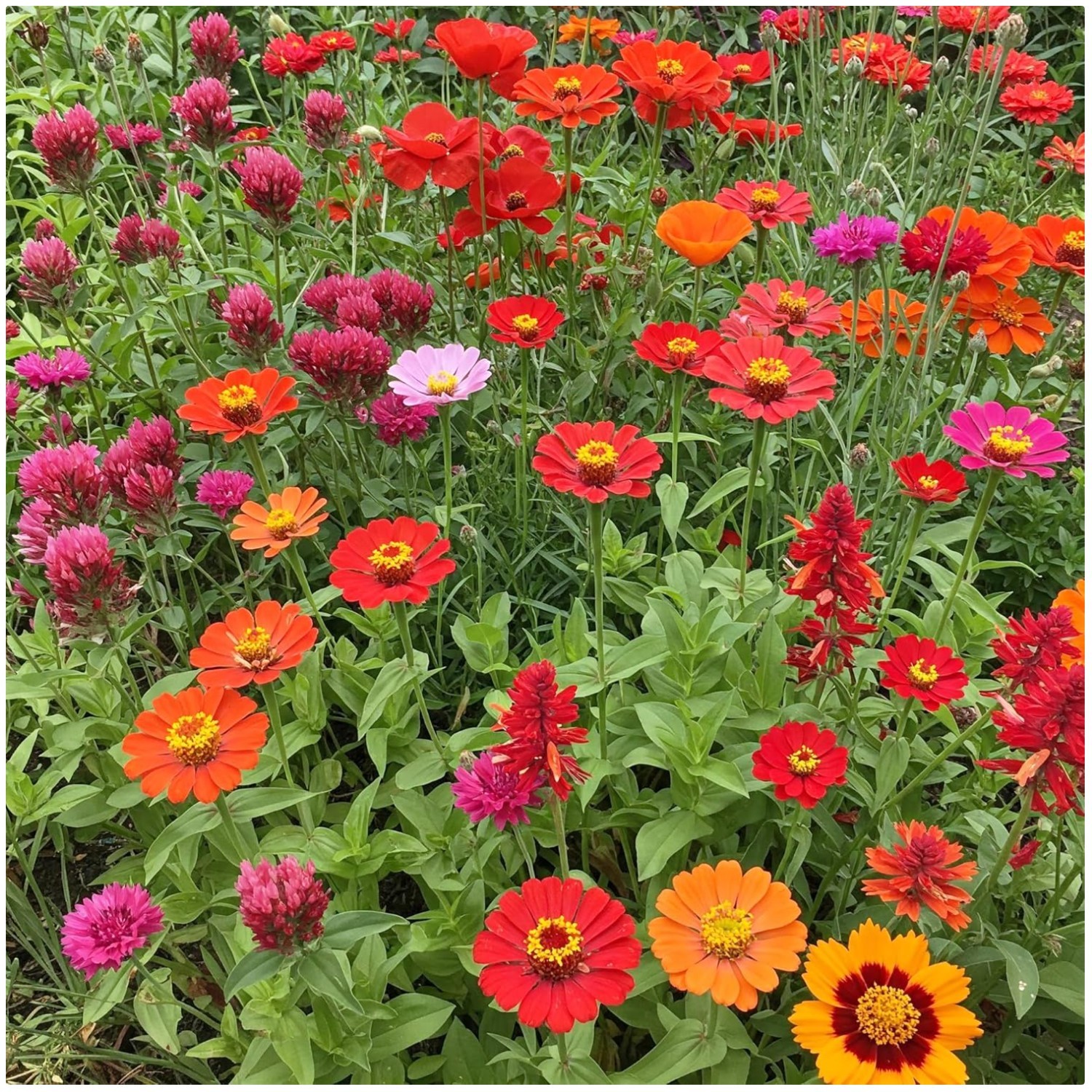 Vibrant Red Wildflowers – Non-GMO Seeds – Full Sun – 1 lb