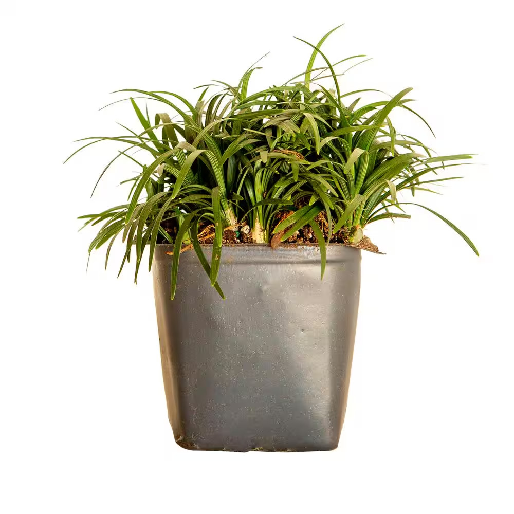 Dwarf Mondo Grass 3 1/4 In. Pots (54-Pack) – Groundcover Plant