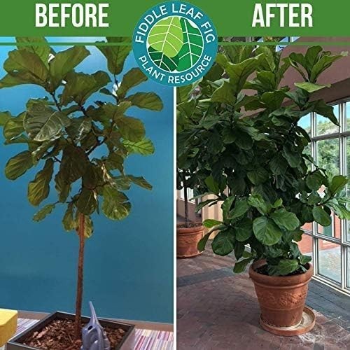 3-1-2 NPK Liquid Fertilizer for Vibrant Fiddle Leaf Figs – 8 oz Care Solution