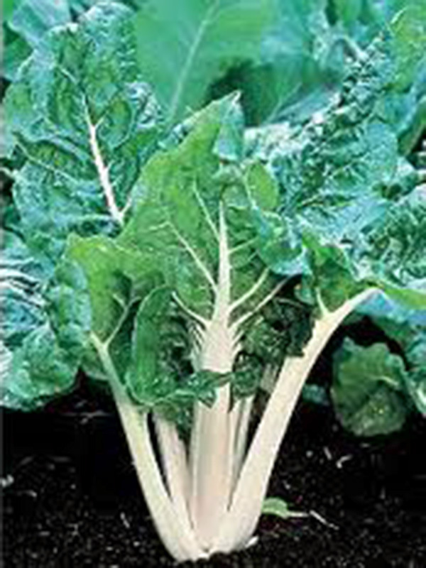SWISS CHARD, LARGE WHITE RIBBED, HEIRLOOM, 25+SEEDS, TASTY CRISP LEAVES