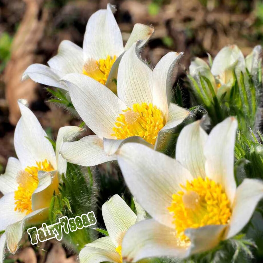 Anemone Seeds -Pulsatilla Vulgaris- Pasque Flower, Anemone Vulgaris White