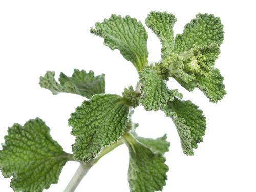 Horehound Seeds – Marrubium vulgare Seeds – Easy to Grow! – Multiple Quantities