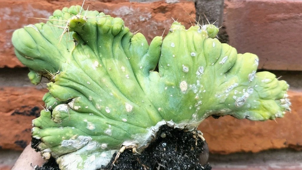 Sacred Cactus – Bridgesii -TBM Crested) – Fully Rooted (Exact Cactus)