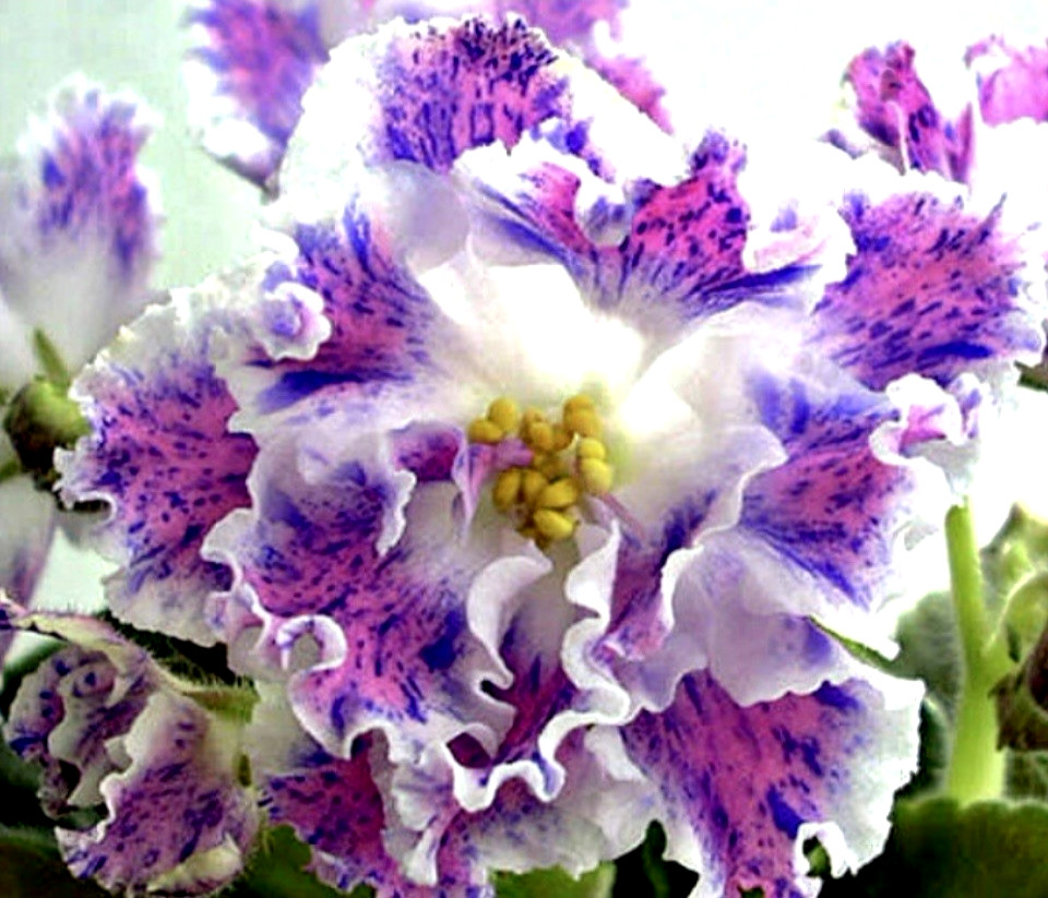 African Violet PT Yunaya pastushka /Young Shepherdess Starter