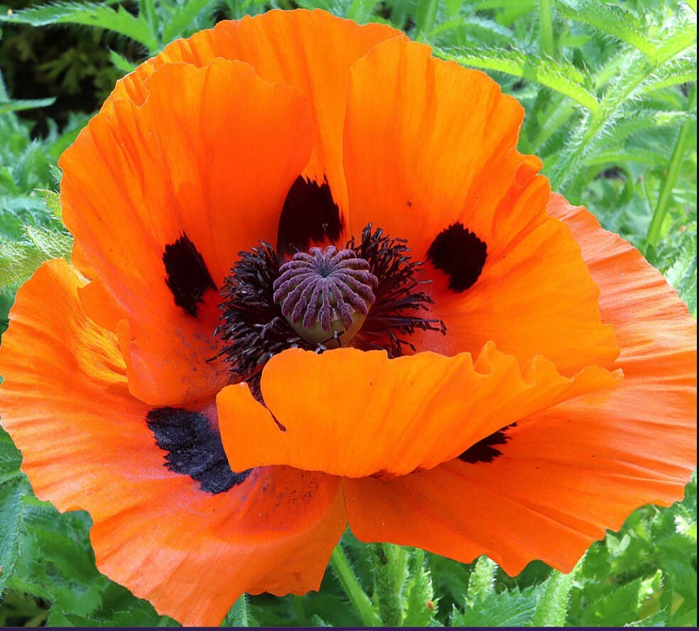 Poppy PURPLE DREAM MIX Lauren’s Grape Prince of Orange Poppies Non-GMO 500 Seeds