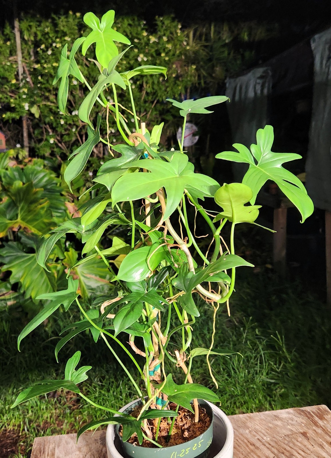Philodendron Pedatum Plant in 6″ Pot 27″ Tall 15″ Wide LARGE