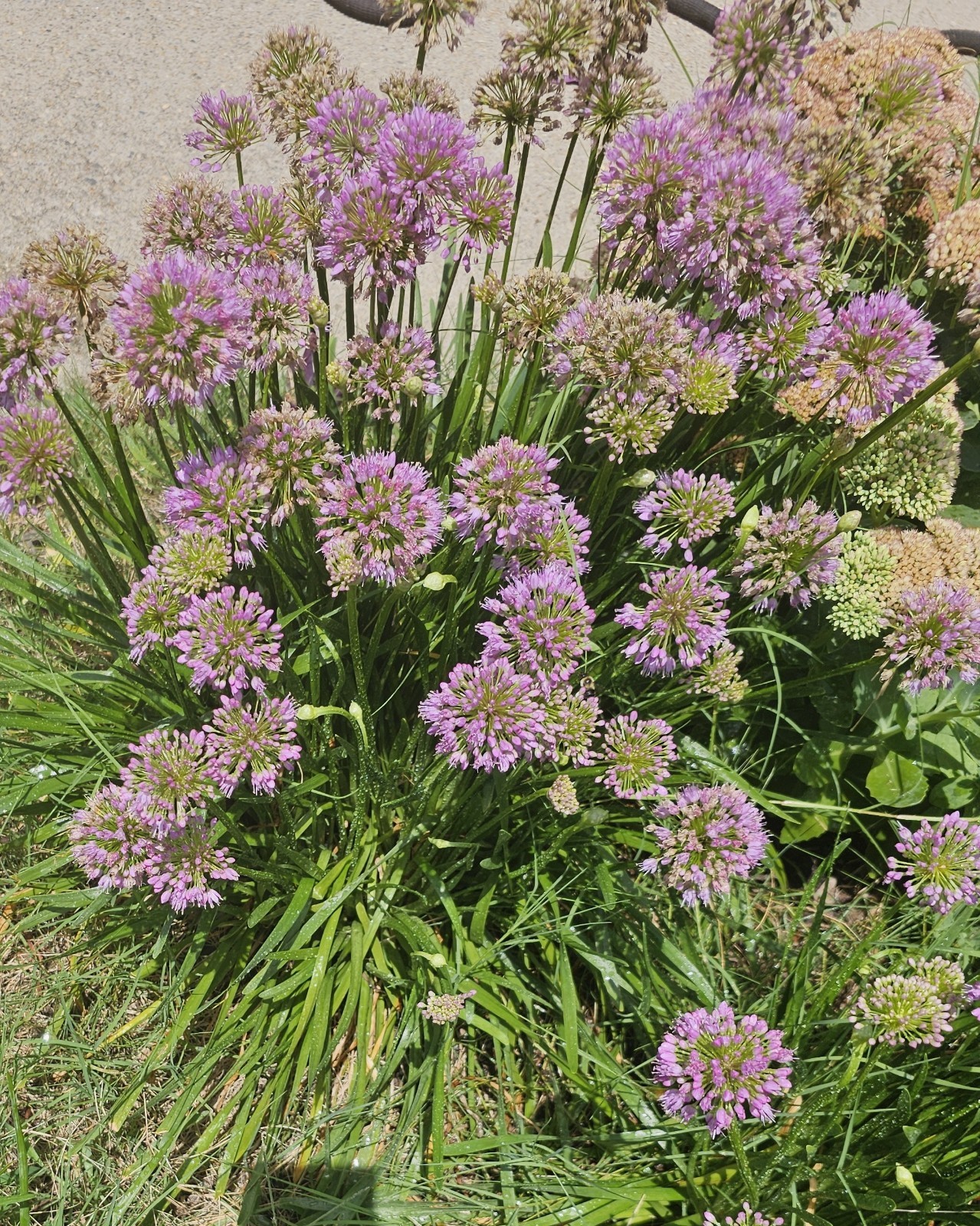 Millenium Allium Live Plant In 5 Inch Pot Pollinators Perennial Flowers