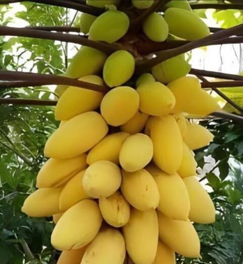 26 seeds/packet, mini potted Golden papaya