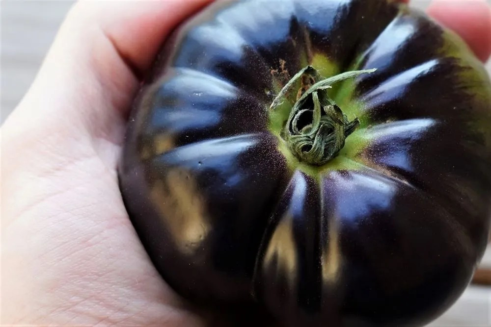 120+ Black Beauty Tomato Seeds —————– HEIRLOOM