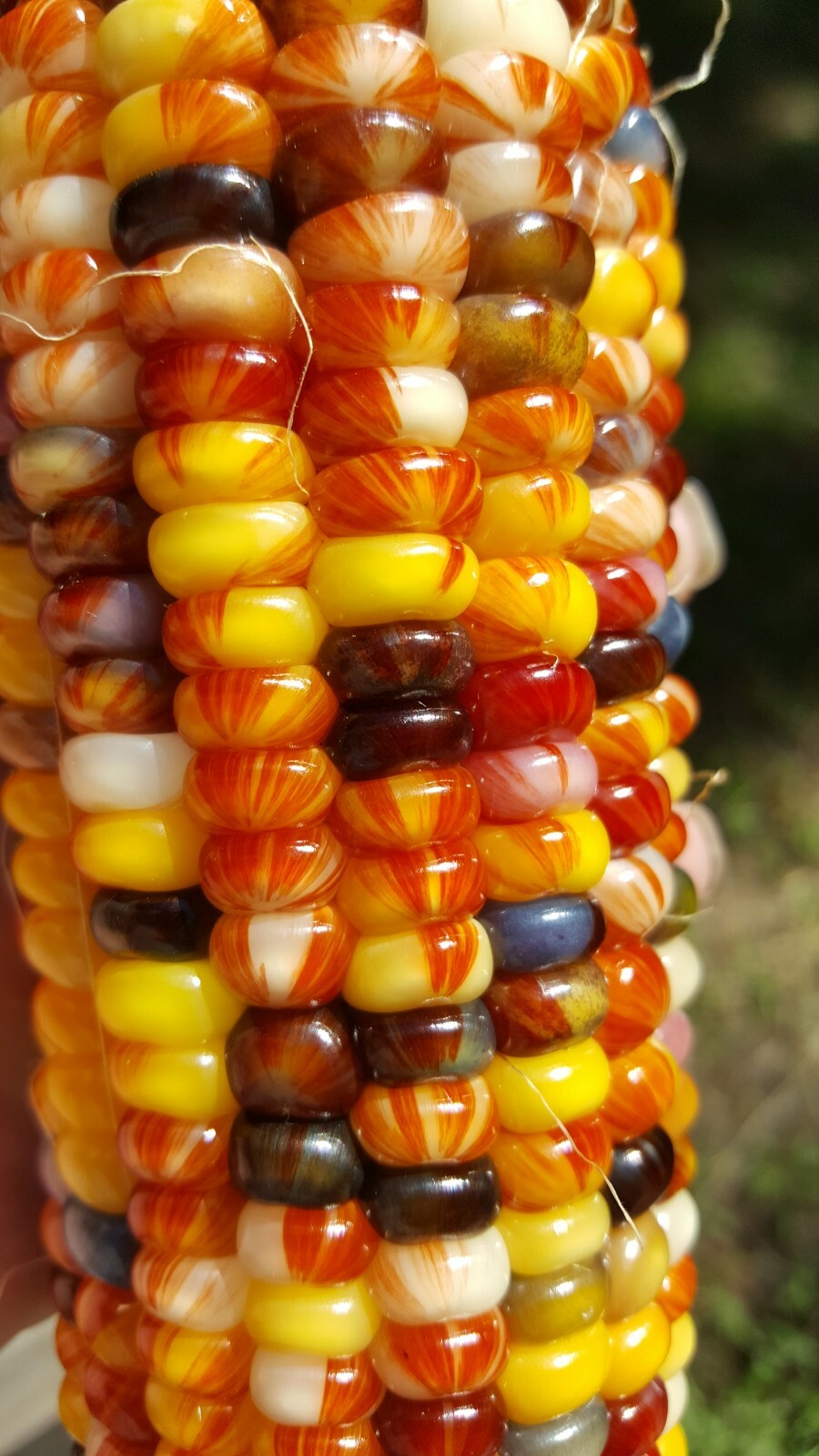Rare Giant Indian Corn Seeds X50!Colorful Massive Ears,Ornamental!Easy To Grow!