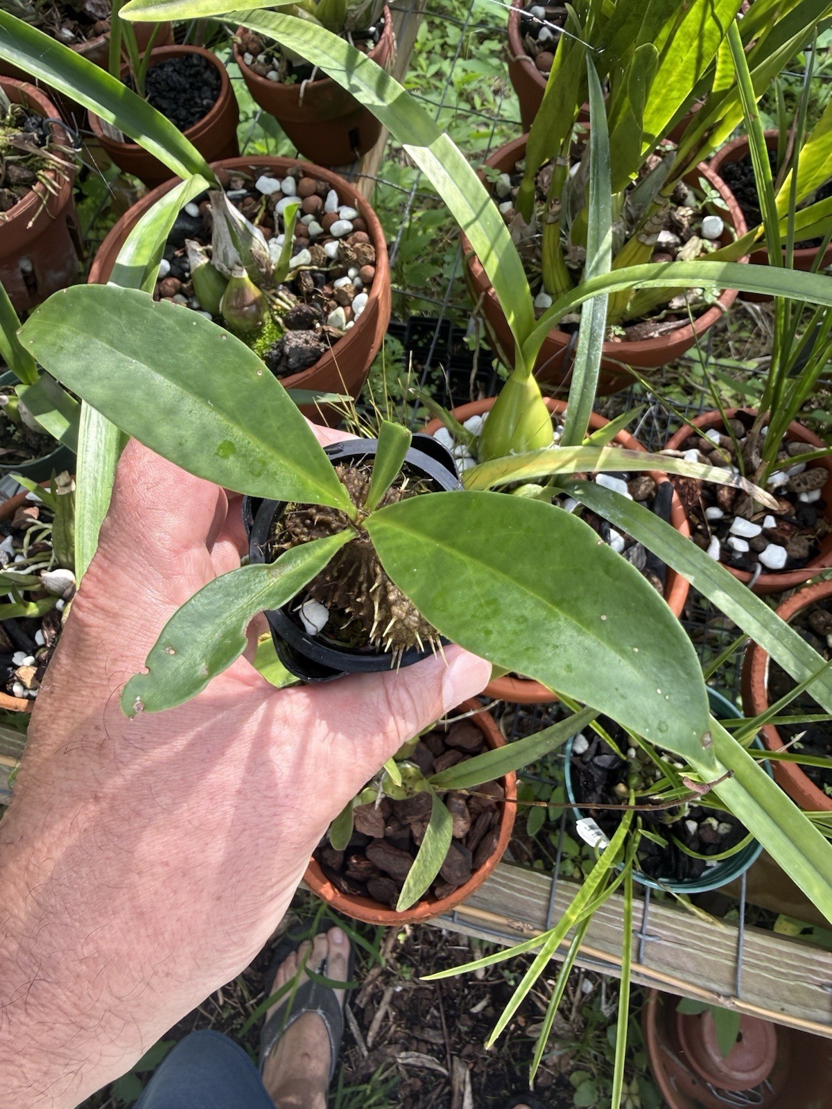 Ant Plant Myrmecodia platytyrea ssp. antoinii seedling