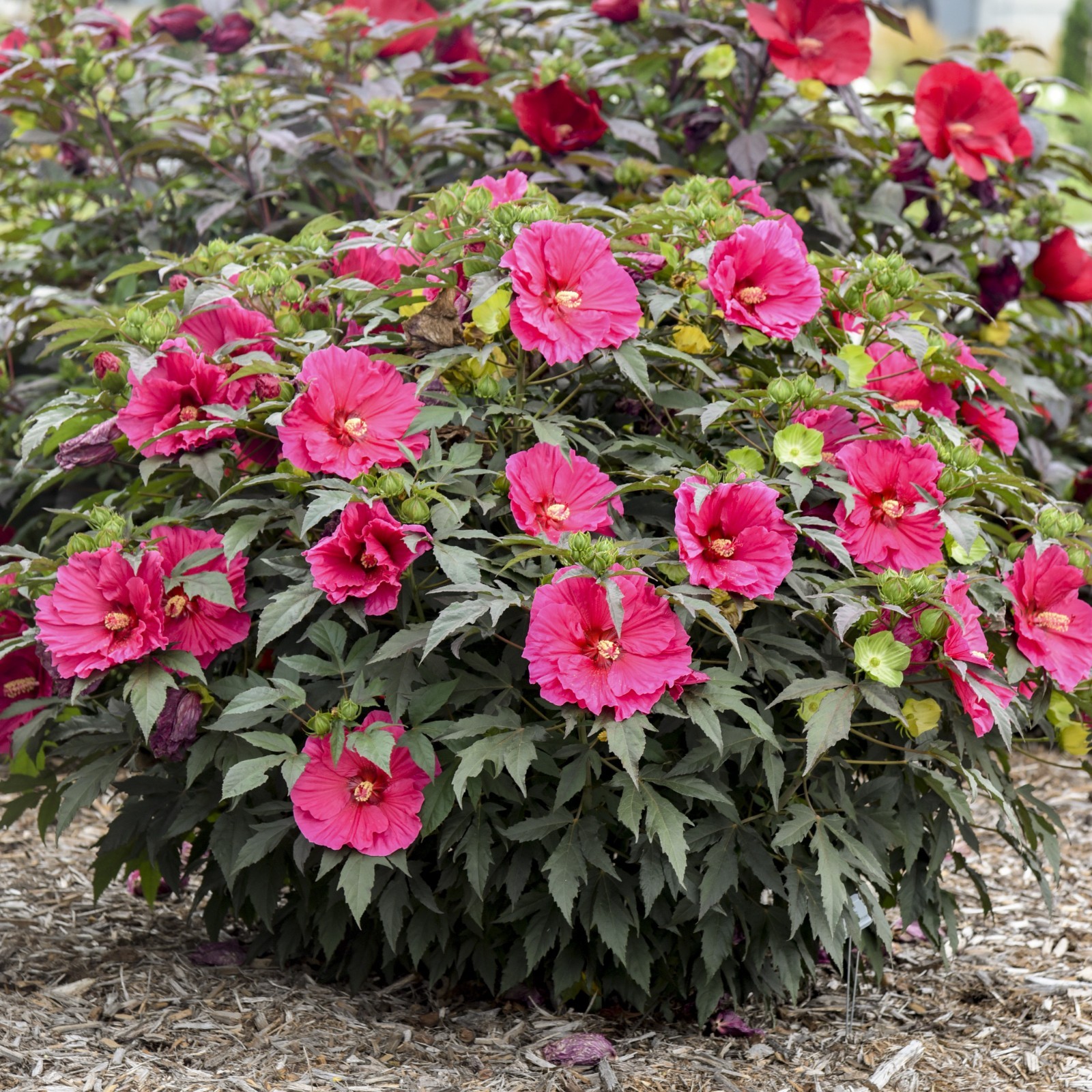 bush hibiscus WATERMELON RUFFLES new flower hardy 2.5″ pot = 1 Live Potted Plant