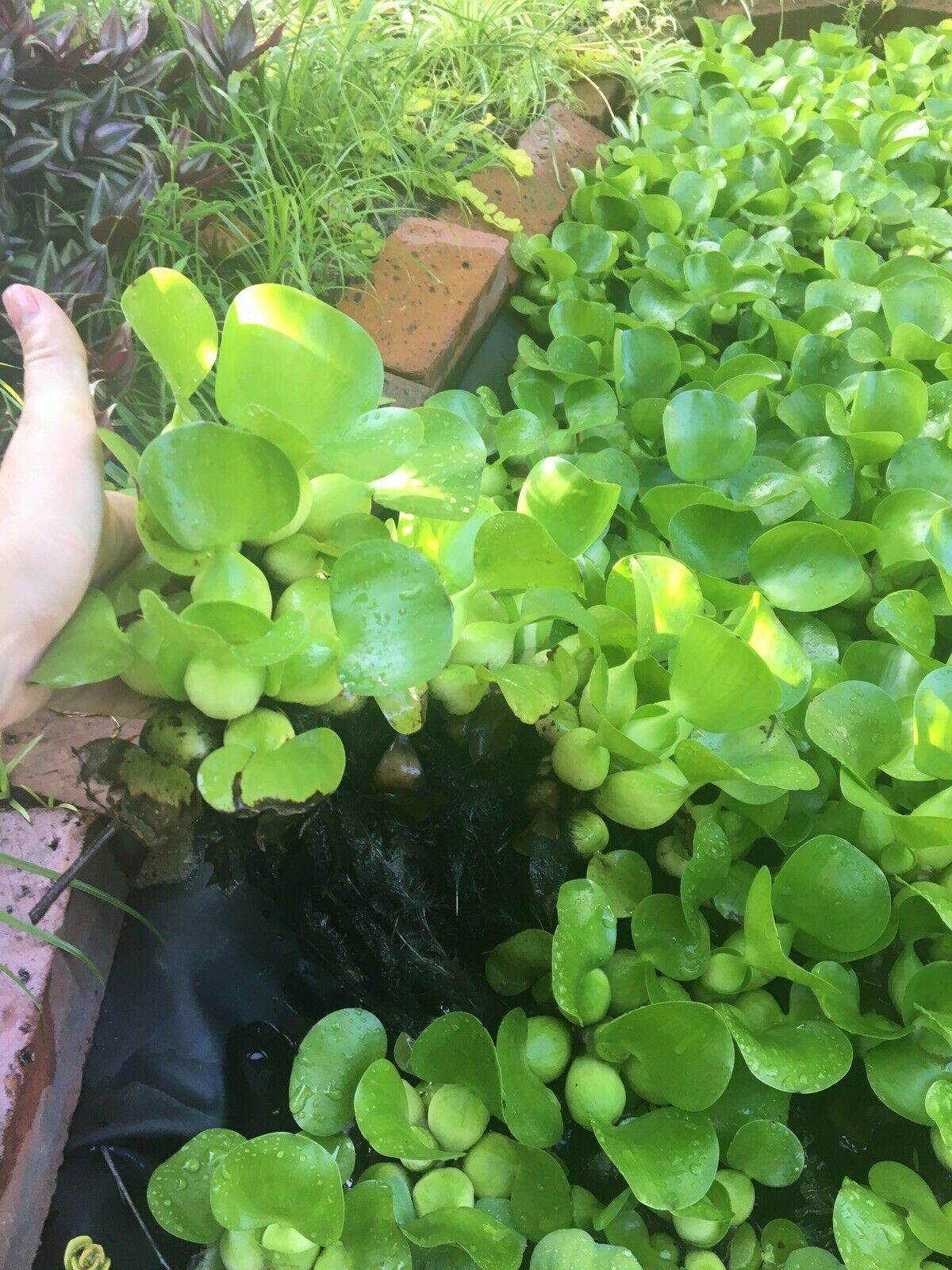 Kazen Aquatic 100% ORGANIC GROWN Water Hyacinth. (Pond plant)