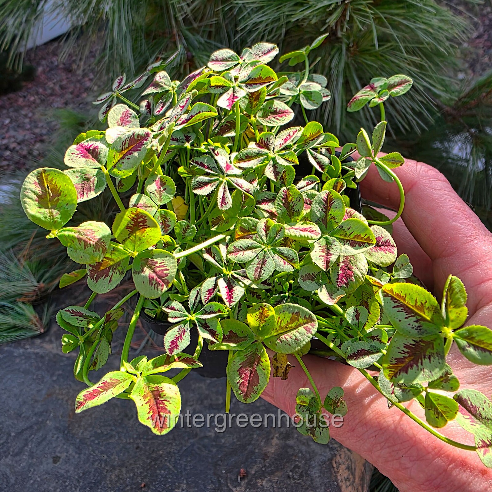 Trifolium Lucky Clover, Red Stripes, Shamrock Clover