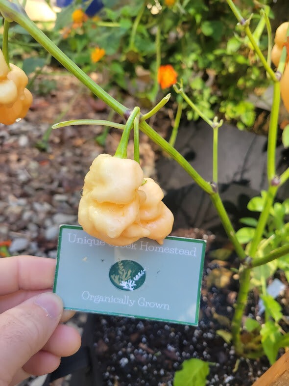 PEPPER X Peach Pepper Seeds 2,693,000+ Scoville SUPER HOT Official World Record
