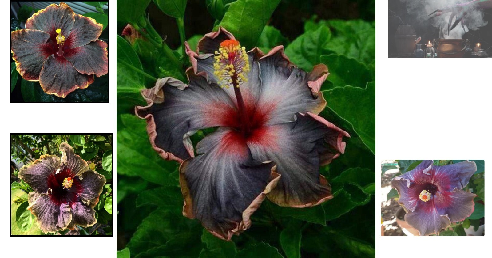 Beautiful Black Pink Purple Hibiscus Seeds – 20 Count for Culinary Gardens