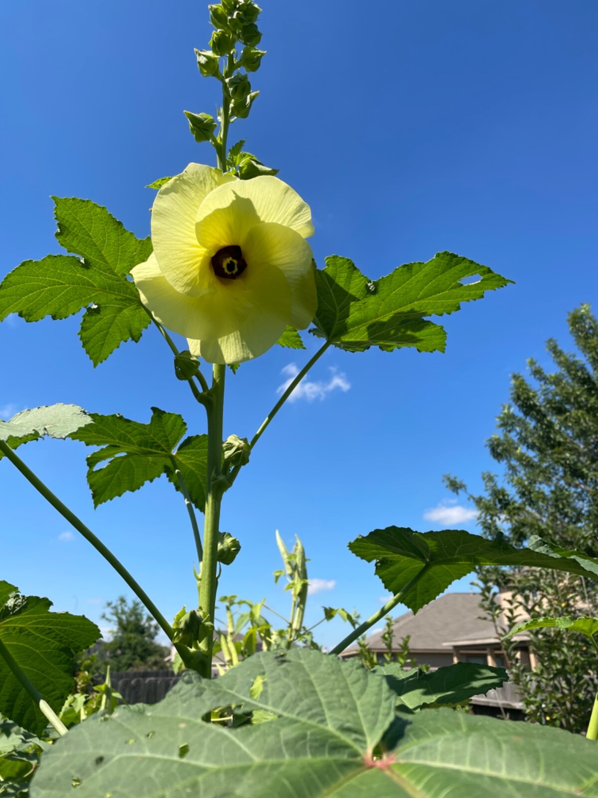 50 Motherland Okra Seeds Heirloom Open Pollinated Early and Prolific