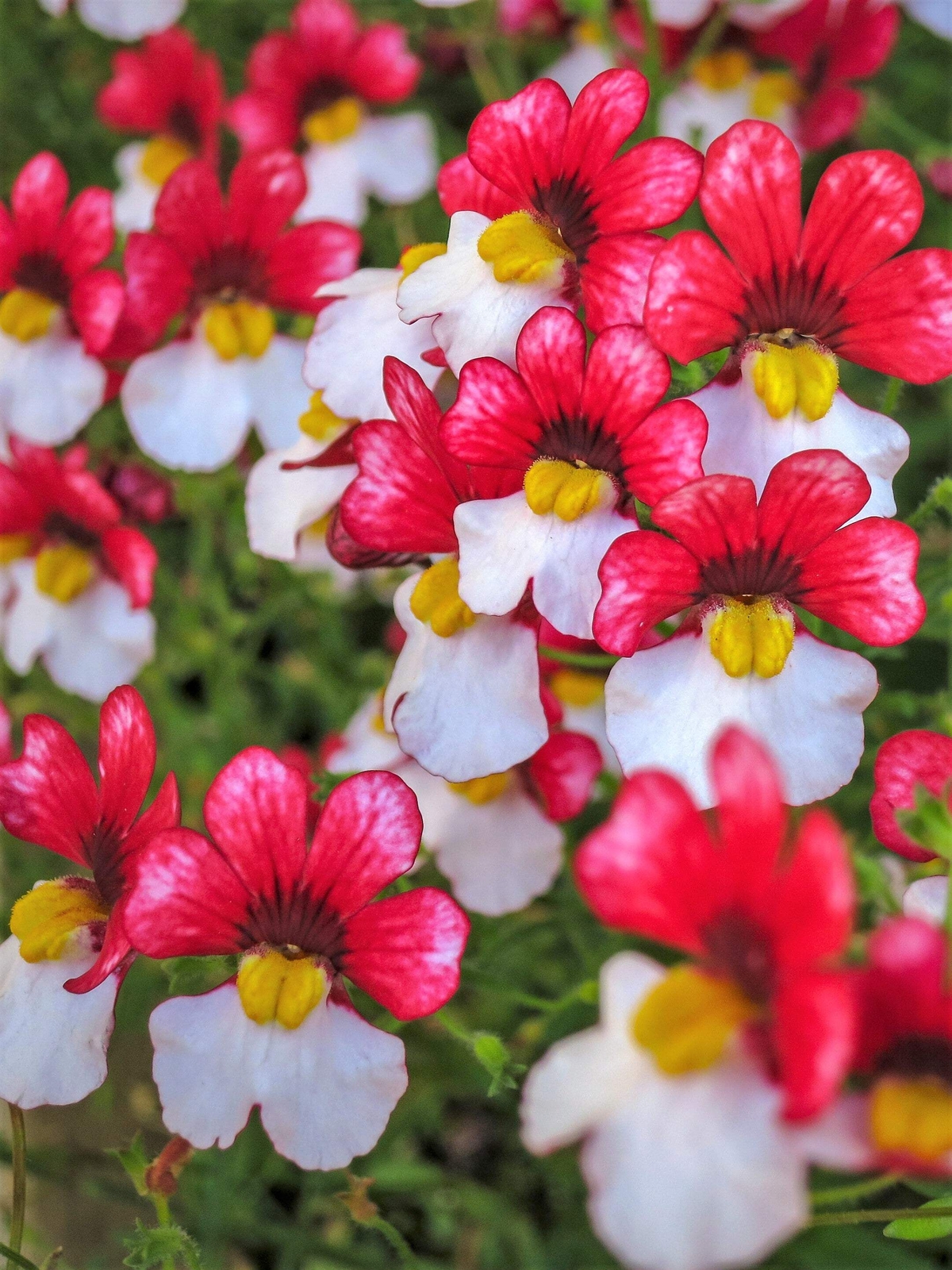 50 RED & WHITE NEMESIA Strumosa Danish Flag Fragrant Bicolor Flower Seeds