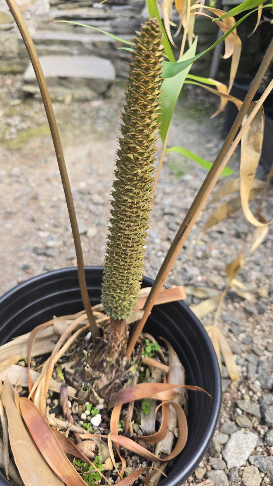 Ceratozamia Hildae , Confirmed Male In Cone, 3-4 Inch Caudex