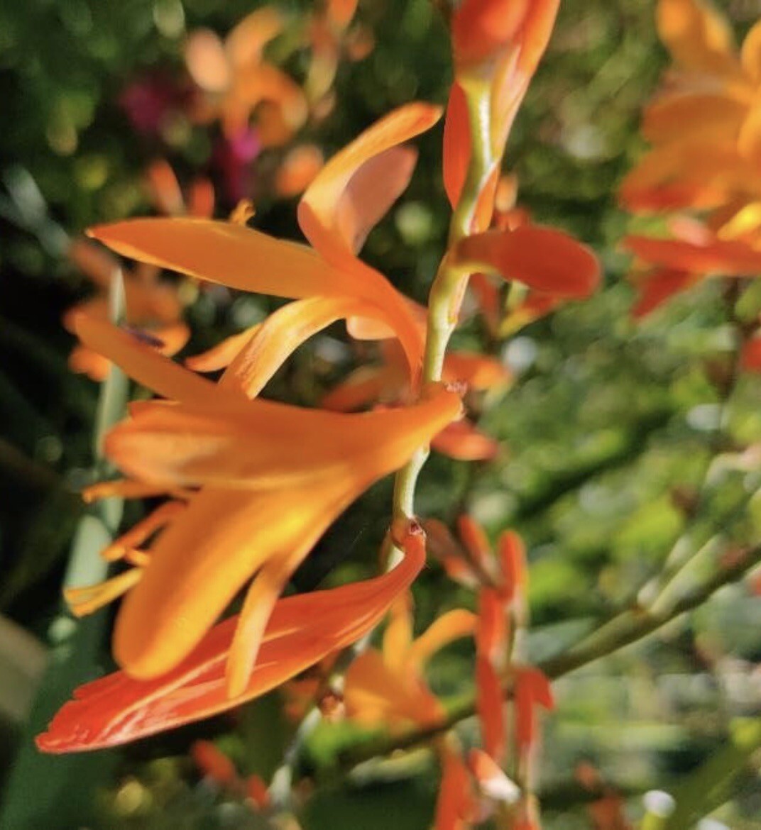 Falling Stars, Crocosmia Aurea, Valentine Flower – 10 seeds 2023 – USA