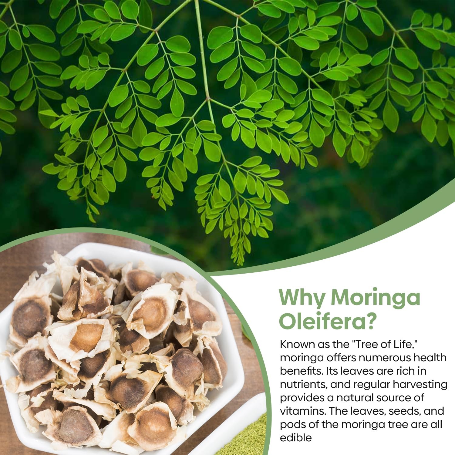 Groundio Moringa Seeds for Planting, 2 Ounce 140+ Seeds, 100% 2 Ounce, brown