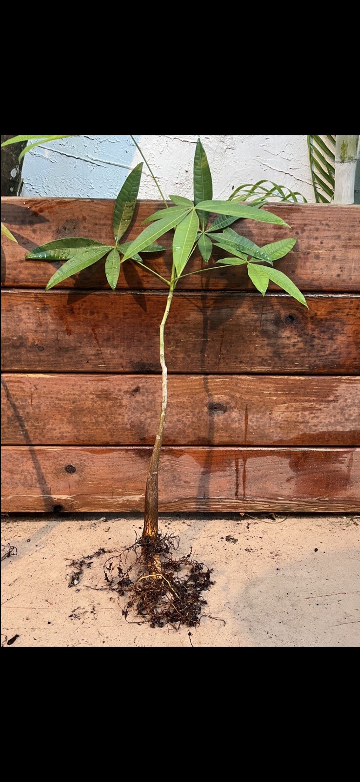 1 Pachira Aquatica Money Tree 18-22 Inches Or More. Not Same As Image