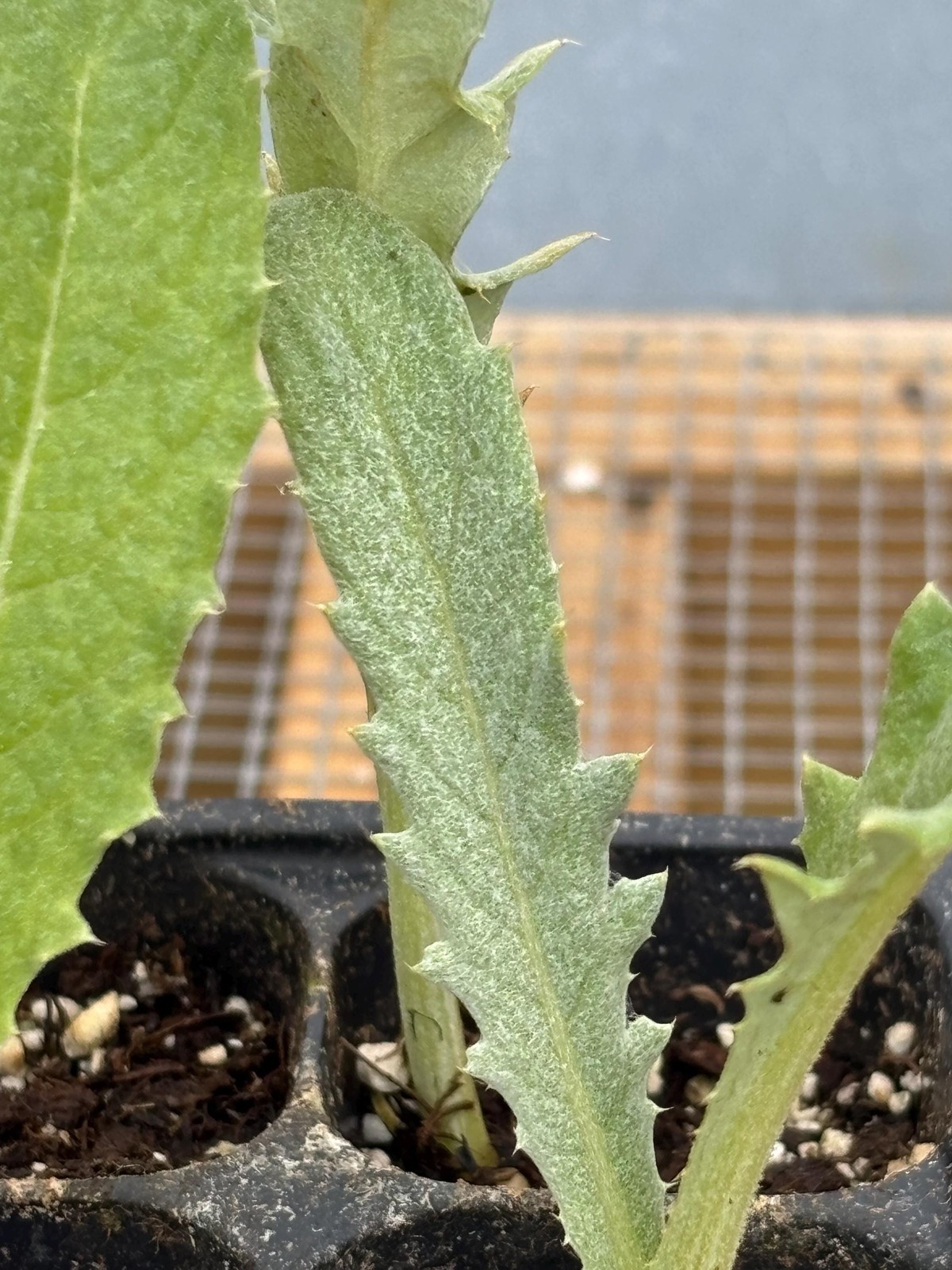Artichoke Live Plant – Seedlings/Plugs and Plants – 3″- 12″ tall