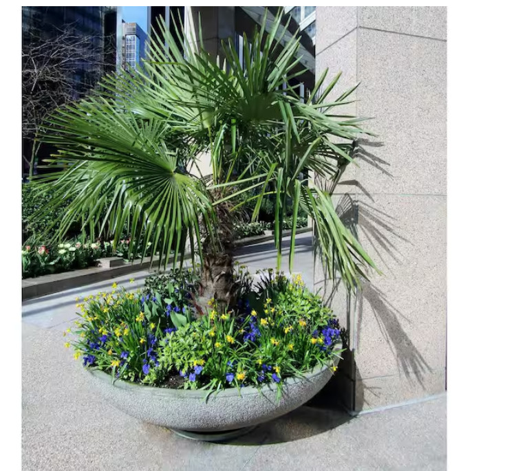 1 Gal. Windmill Cold Hardy Palm Tree (2-Pack)