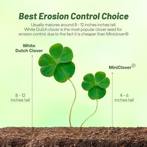 Perennial White Dutch Clover Seeds – 2 lbs, Nitrocoated, Inoculated, Lawn Altern