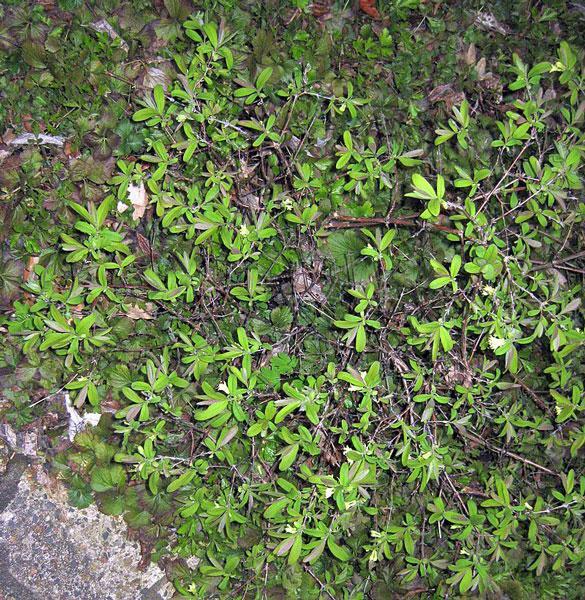 Lonicera caerulea var. edulis | Fly or Blue Honeysuckle | 10 Seeds