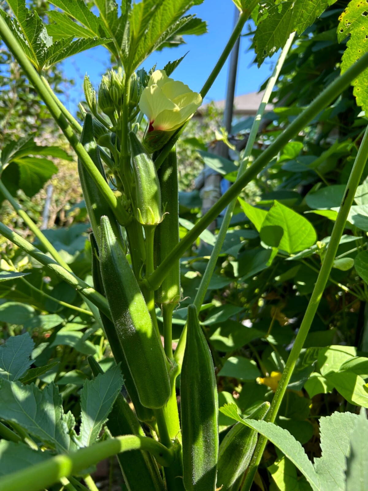 20+ Cajun Dream Okra Seeds Prolific Non-GMO