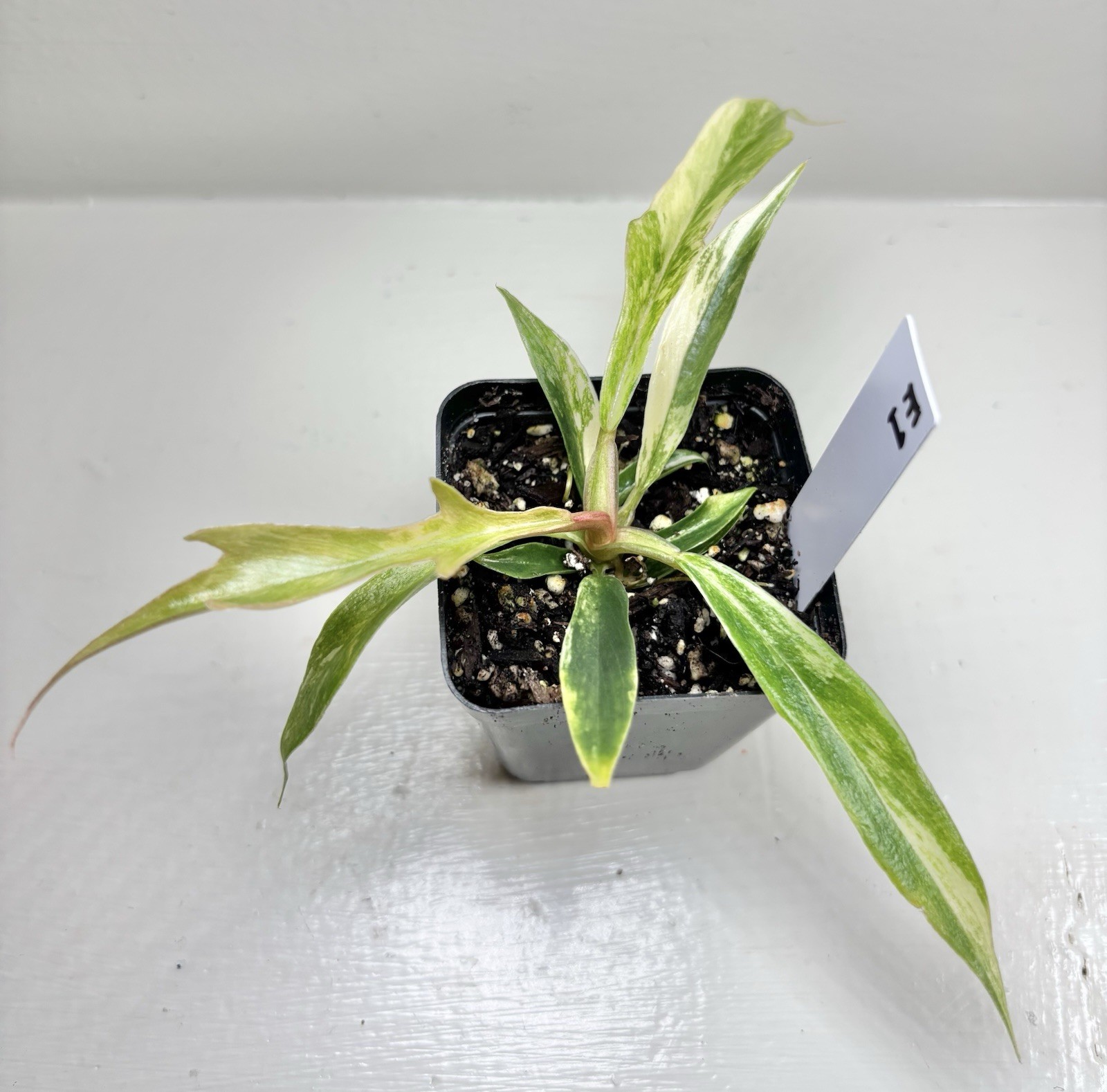 Variegated Philodendron Tortum Starter Plant – 2.5” Grow Pot