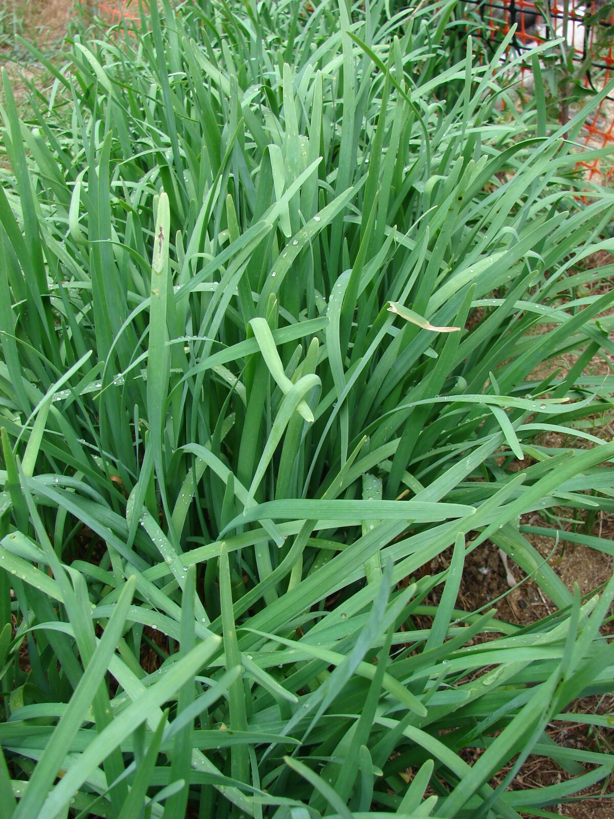 200+ Garlic Chives Seeds Heirloom NON-GMO Always Fresh Seeds for Your Garden