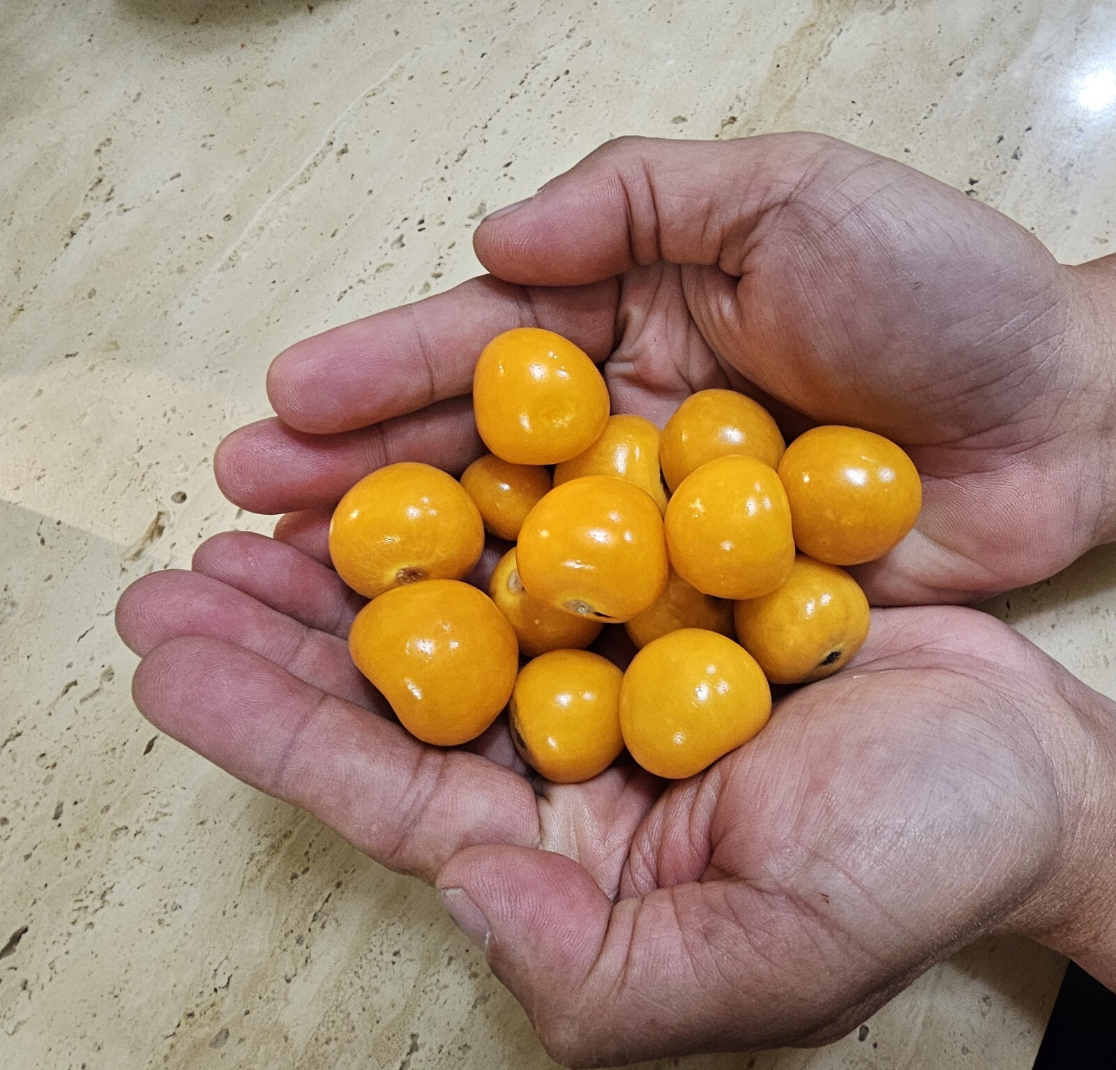 100+ Giant Poha Berry Seeds | Physalis Peruviana Golden Ground Cherry