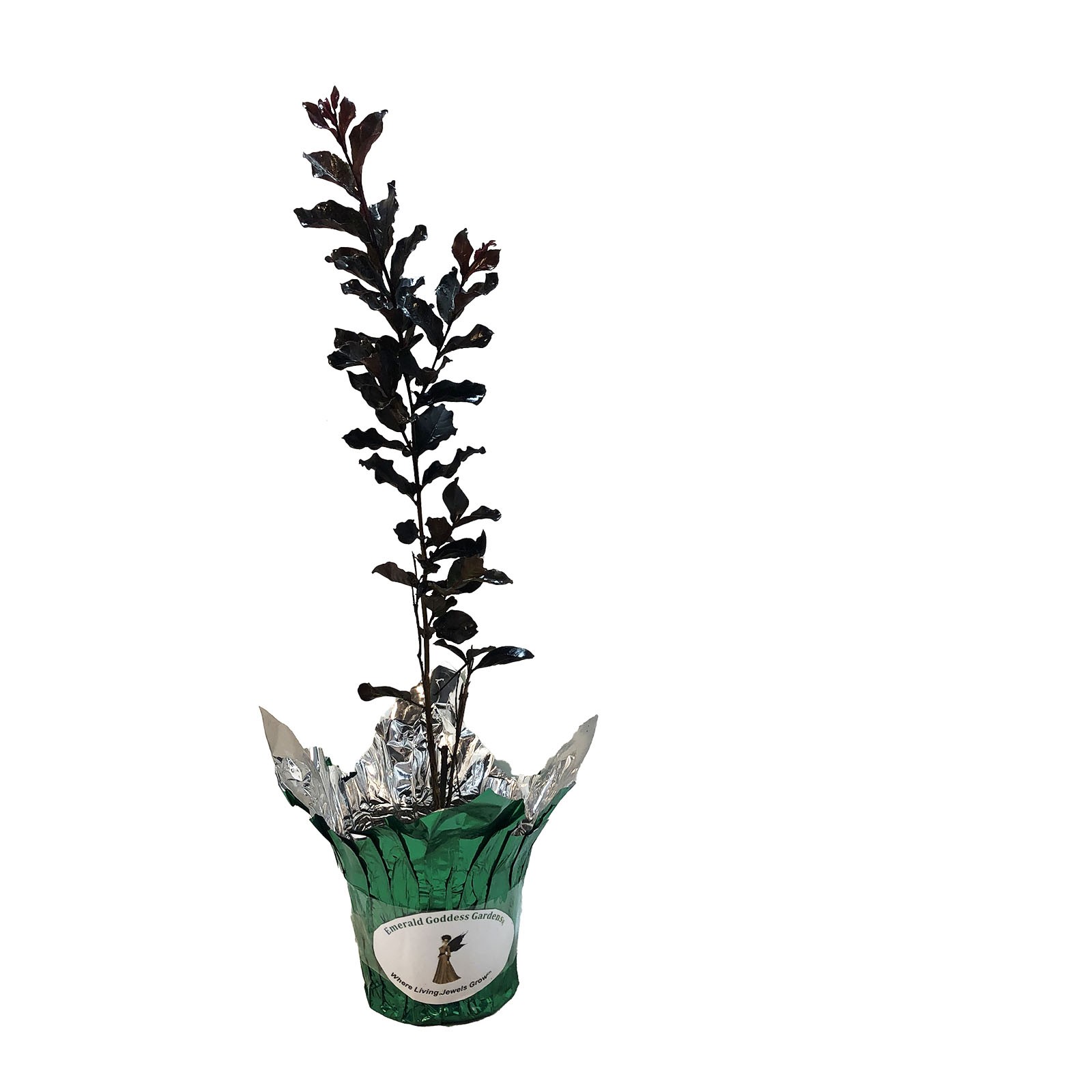 EBONY EMBERS Crepe Crape Myrtle Red Flowering Purple Black Foliage Tree Plant
