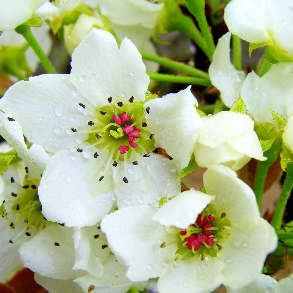 Sand Pear Seeds Asian White Korean Pyrus Pyrifolia Native Fruit Tree Edible