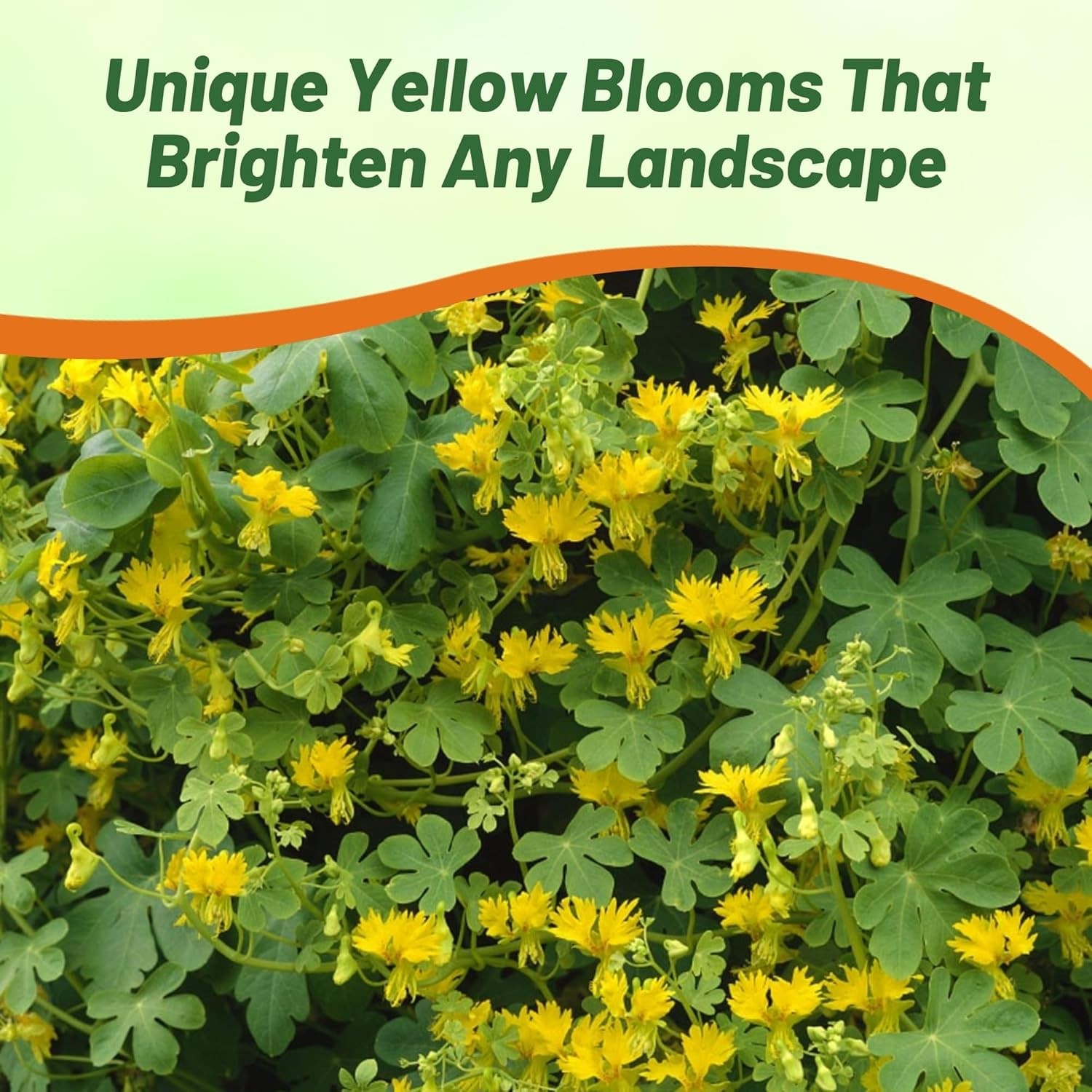100 Seeds Nasturtium Seeds – Tropaeolum Peregrinum Canary Creeper Flower Seed