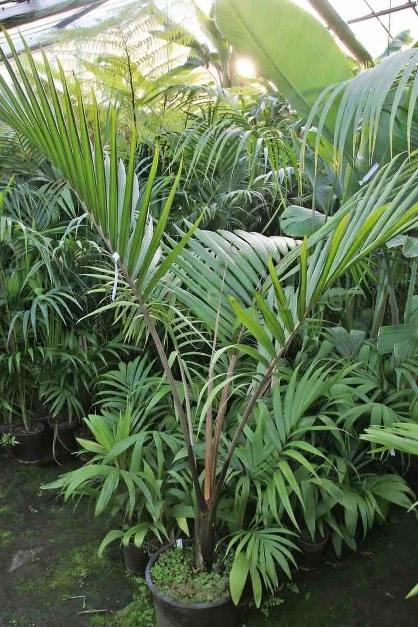 Rare – Norfolk Island Palm Tree – Rhopalostylis baueri Seeds – Cold Hardy 25f