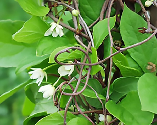 Chinese Magnolia, Schisandra chinensis, Vine Seeds (Fast, Edible, Hardy)