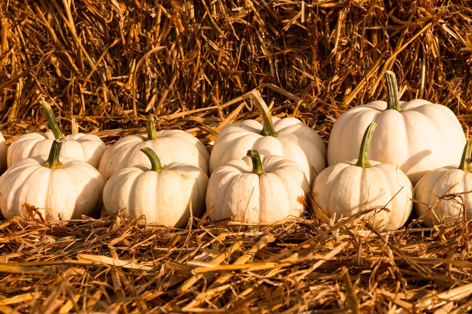 15 WHITE BABY BOO MINI PUMPKIN Miniature Cucurbita Pepo Vegetable Seeds Flat S/H